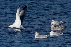 Herring Gull - Larus argentatus, YWT Potteric Carr. 