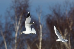 Herring Gull - Larus argenteus being chased by Black-headed gull, YWT Potteric Carr.