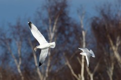 Herring Gull - Larus argenteus being chased by Black-headed gull, YWT Potteric Carr. 