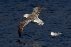 Lesser Black-backed Gull - Larus fuscus, Potteric Carr.