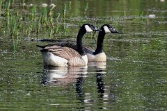 Canada Goose - Branta canadensis, NWT Idle Valley NR.