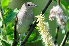 Garden Warbler - Sylvia borin, NWT Idle Valley NR. 