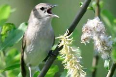 Garden Warbler - Sylvia borin, NWT Idle Valley NR. 