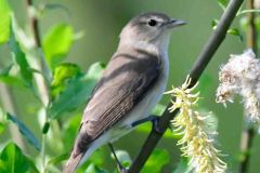 Garden Warbler - Sylvia borin, NWT Idle Valley NR.