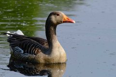 Greylag - Anser anser, NWT Idle Valley NR.