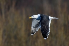 Lesser Black-backed Gull - Larus fuscus, RSPB Old Moor. 