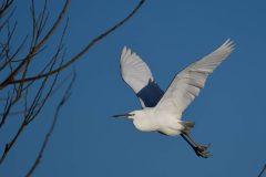 Little Egret - Egretta garzetta, RSPB Old Moor. 