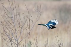 Magpie - Pica pica, RSPB Old Moor. 