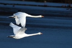 Mute Swan - Cygnus olor, RSPB Old Moor.