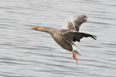 Greylag - Anser anser, Lound. 