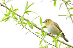 Willow Warbler - Phylloscopus trochilus, Lound.