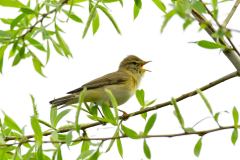 Willow Warbler - Phylloscopus trochilus, Lound.