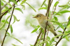 Willow Warbler - Phylloscopus trochilus, Lound.