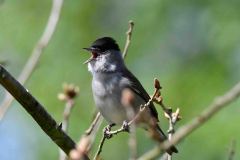 Blackcap - Sylvia atricapilla, Lound.