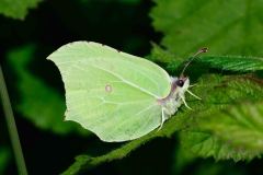 Brimstone - Gonepteryx rhamni, Lound.