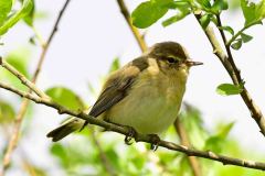 Chiffchaff - Phylloscopus collybita, Lound.