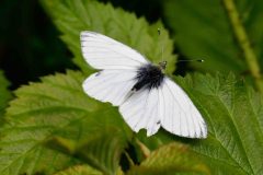 Small White - Pieris rapae, Lound.