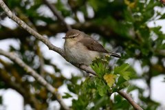 Willow Warbler - Phylloscopus trochilus, Lound. 