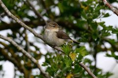 Willow Warbler - Phylloscopus trochilus, Lound. 