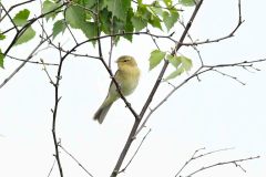 Chiffchaff - Phylloscopus collybita, Lound.