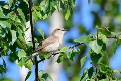 Garden Warbler - Sylvia borin, Lound.