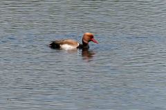 Red-crested Pochard - Netta rufina, Lound.