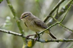 Chiffchaff - Phylloscopus collybita, Lound.