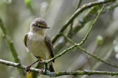 Chiffchaff - Phylloscopus collybita, Lound.