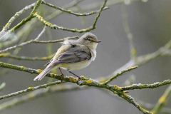 Chiffchaff - Phylloscopus collybita, Lound.