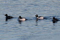 Golden Eye - Bucephalus clangula, YWT Idle Valley (Lound). 