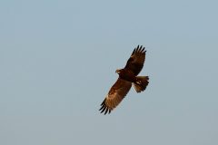 Marsh Harrier - Circus aeruginosus, YWT Idle Valley (Lound). 