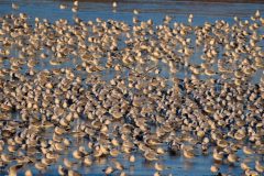 Winter roost common & black-headed gulls, YWT Idle Valley (Lound). 