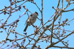 Blackcap - Sylvia atricapilla, Lound.