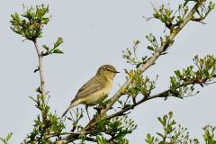 Chiffchaff - Phylloscopus collybita, Lound.