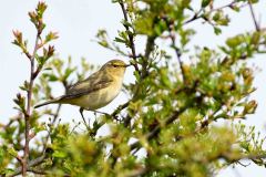 Chiffchaff - Phylloscopus collybita, Lound.