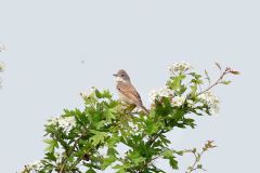 Greater Whitethroat - Sylvia communis, Lound gravel pits.