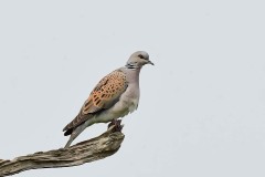 Turtle Dove - Streptopelia turtur, Lound gravel pits. 