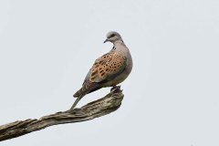 Turtle Dove - Streptopelia turtur, Lound gravel pits.