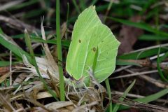 Brimstone - Gonepteryx rhamni, NWT Idle Valley (Lound).