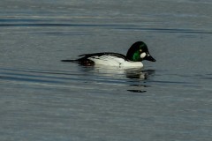 Golden Eye - Bucephalus clangula, NWT Idle Valley (Lound). 