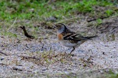 Brambling - Fringilla montifringilla, YWT North Cave. 