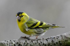 Siskin - Spinus spinus, YWT North Cave. 