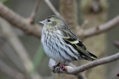 Siskin - Spinus spinus, YWT North Cave.