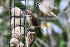 Tree Sparrow - Passer montanus, YWT North Cave.