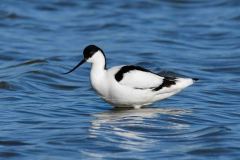 Avocet - Recurvirostra avosetta, RSPB Adwick Washlands.