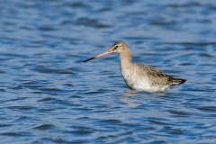 Black-tailed Godwit - Limosa limosa, RSPB Adwick Washlands. 