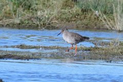 Redshank - Tringa totanus, RSPB Adwick Washlands.