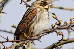 Reed Bunting - Emberiza schoeniclus, RSPB Adwick Washlands. 
