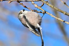 Long-tailed Tit - Aegithalos caudatus, RSPB Old Moor, 