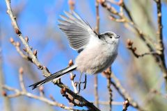 Long-tailed Tit - Aegithalos caudatus, RSPB Old Moor, 